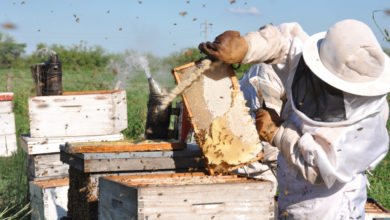 Photo of Inscriben a apicultores para cursos a distancia   