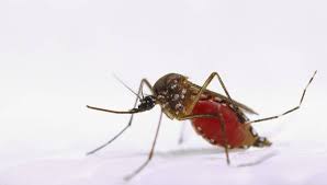 Photo of Se registraron cinco nuevas muertes por dengue en el país