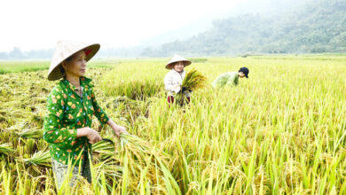 Photo of Vietnam adopta soluciones para su compromiso con la COP26