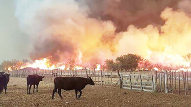 Photo of Incendios en Corrientes: “La situación es crítica y el  estado de alerta es permanente”
