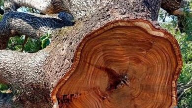 Photo of Con la oposición de vecinos y ambientalistas, el Municipio de Margarita Belén cortó un árbol centenario