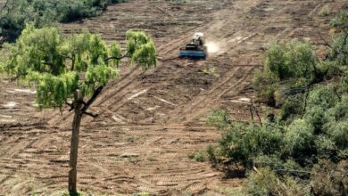 Photo of Greenpace alerta por la deforestación en el Gran Chaco