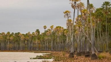 Photo of Parque Nacional Laguna El Palmar: Chaco se consolida como la provincia con más áreas protegidas 