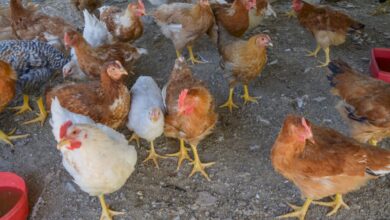 Photo of Primer caso confirmado de gripe aviar en Chaco
