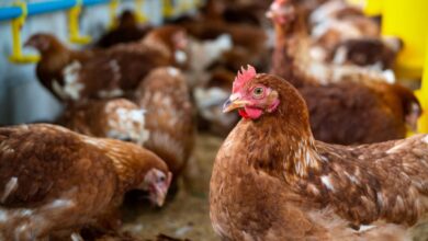Photo of Confirmaron el tercer caso de gripe aviar en la provincia