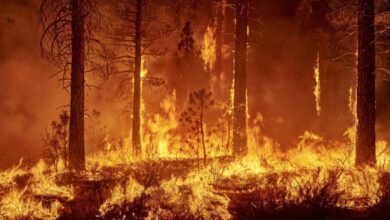 Photo of La localidad correntina registra el único incendio forestal del país