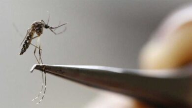 Photo of Son 9.149 los casos  positivos de dengue