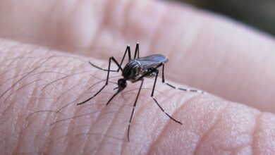 Photo of La cartera sanitaria reportó más de 9.000 casos de dengue