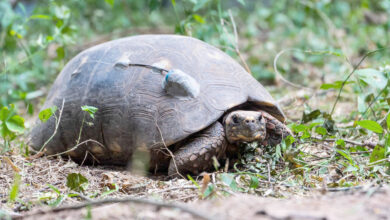 Photo of Destacan la presencia de la tortuga Yabotí en El Impenetrable