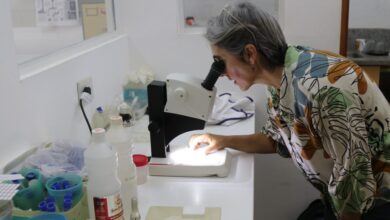 Photo of Dengue endémico: la voz de expertas