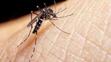 Photo of Dengue en Formosa: se detectaron más de 800 casos positivos en una semana