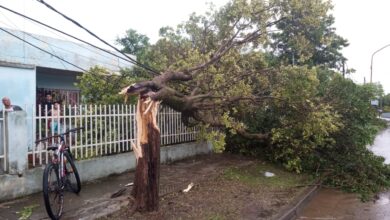 Photo of Un temporal en Vedia derribó árboles, techos  y postes eléctricos
