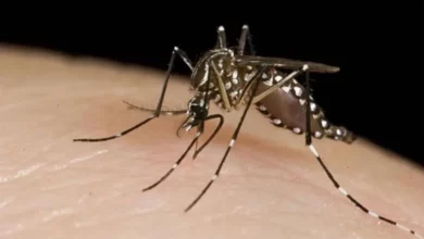 Photo of Confirmaron más de 120.000 casos de dengue y 79 muertes