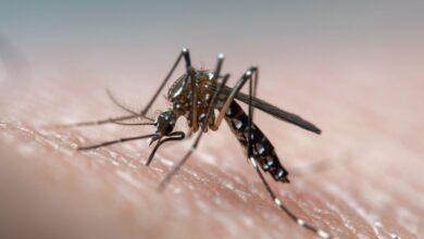 Photo of Gobierno avanzará junto con provincias en un plan de vacunación contra el dengue en zonas críticas