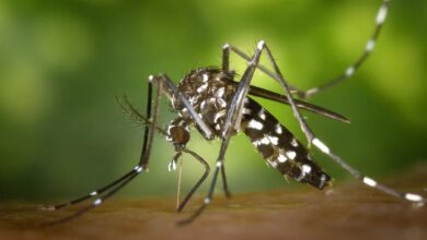 Photo of El riesgo de contraer dengue seguirá con el frío