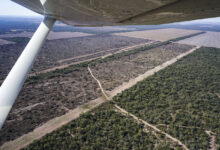 Photo of Greenpeace denunciará en la Corte Suprema la ilegalidad del nuevo Ordenamiento de Bosques de Chaco