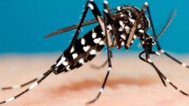 Photo of Argentina se acerca a los 400.000 casos de dengue notificados