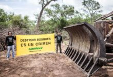 Photo of Nuevo OTBN: Greenpeace denunciará el avance del desmonte en los Bosques Chaqueños